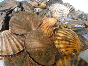 Scallops