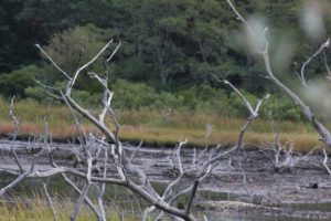 Truro Salt Mash Dead Branches, Cape Cod, MA