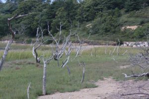 Truro Salt marsh Shore Shoreline, Cape Cod, MA