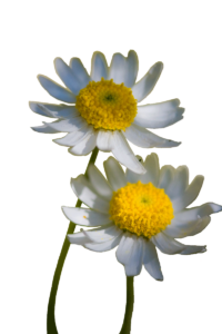 spring-daisies