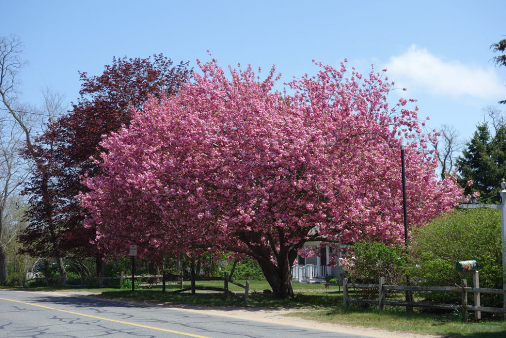 BlossomingCherryTree,Eastham,CapeCod,MA Cape Cod Cleaning Service
