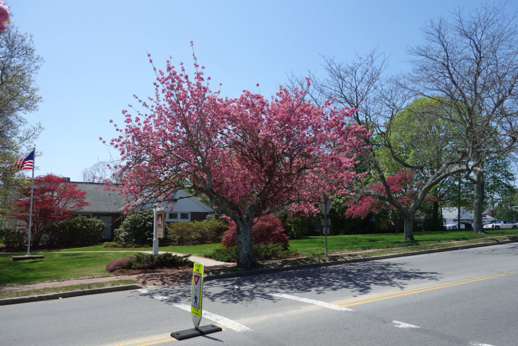 OrleansFloweringCherryTrees,SnowLibrarySpring,CapeCod,MA