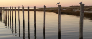 Rock Harbor, Orleans, Cape Cod, Birds on Pilings
